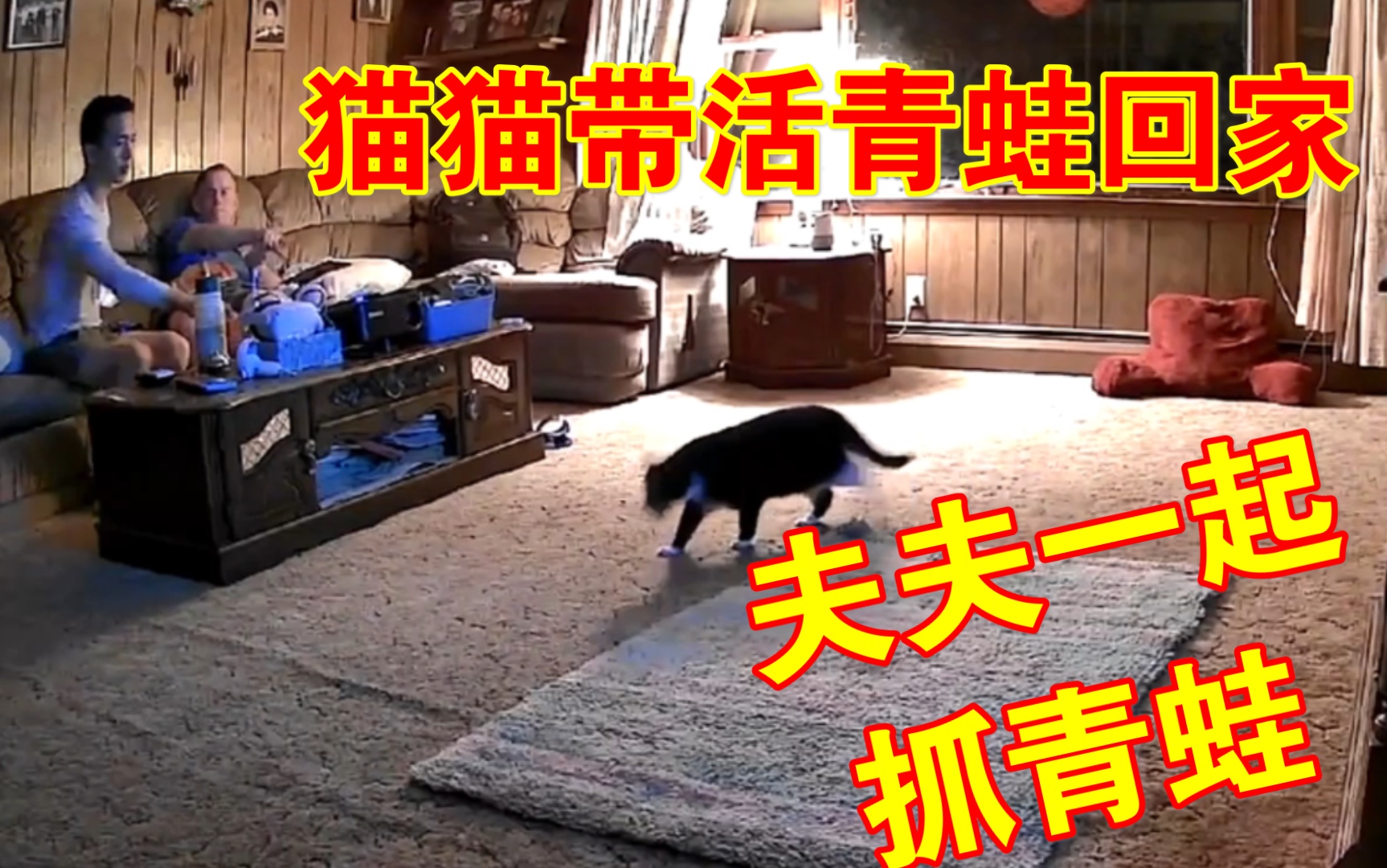 【出格夫夫】猫猫带活青蛙回家!夫夫携手抓青蛙!哔哩哔哩bilibili