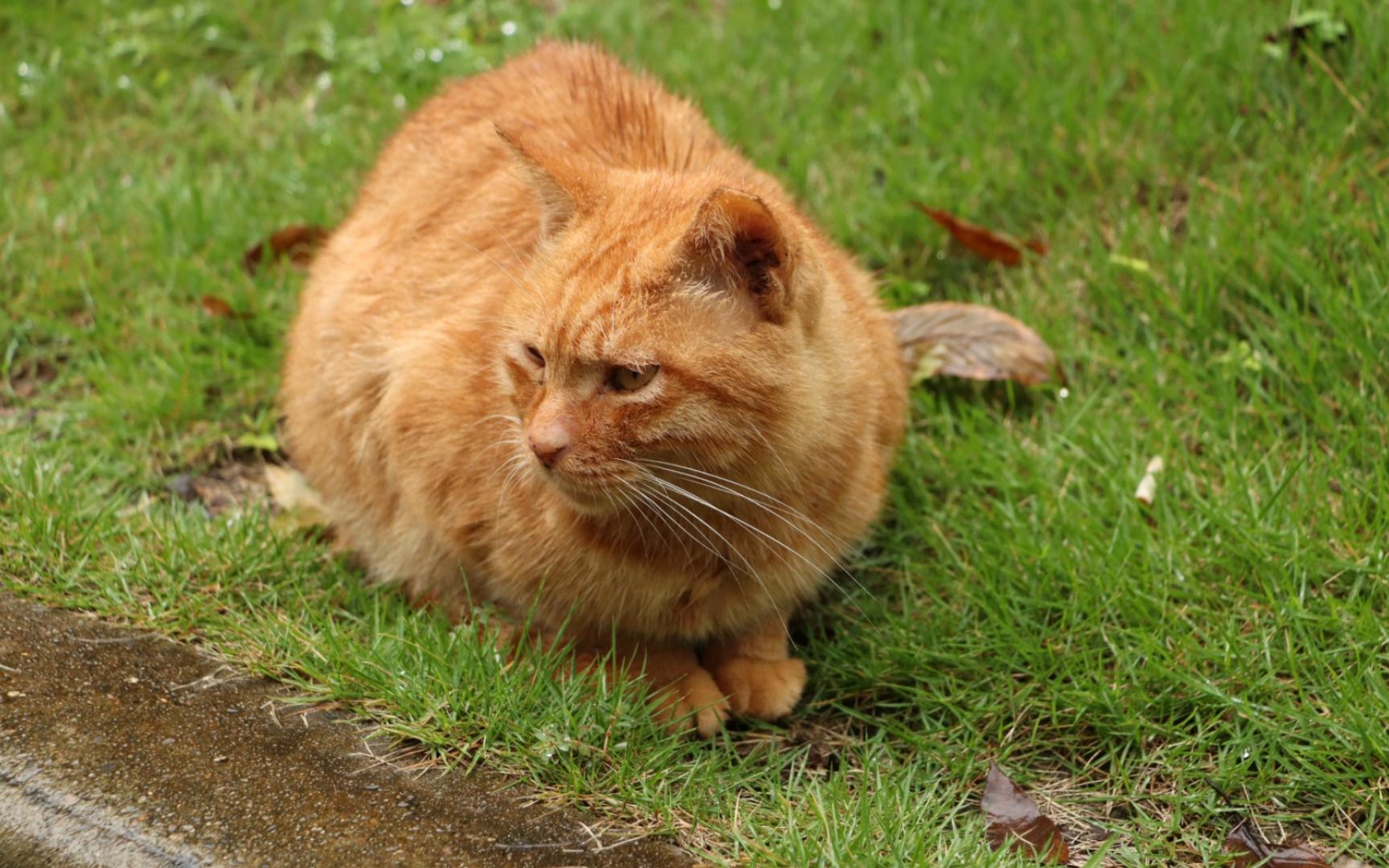 【萌宠的合集】03集