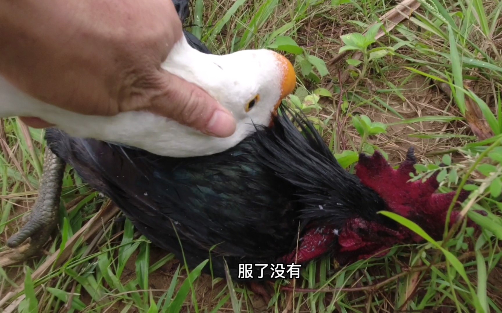 [图]公鸡跟大鹅打架，被按地上摩擦了一遍又一遍，鸡的脑回路有点迷