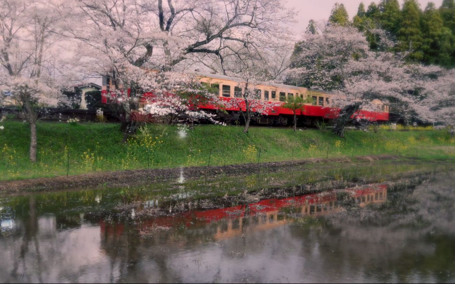 [图]【日本巡礼-12.千葉県】小湊鉄道 桜と電車と菜の花