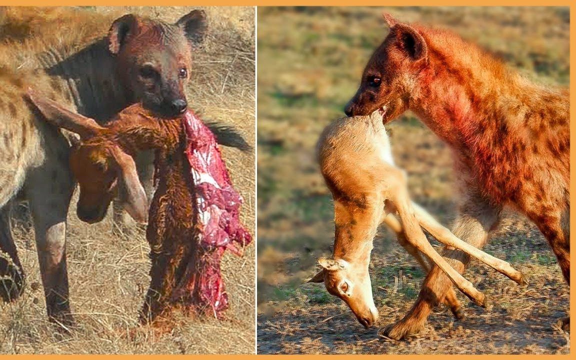 【动物系列10】鬣狗无情的杀死幼崽的15个残酷镜头