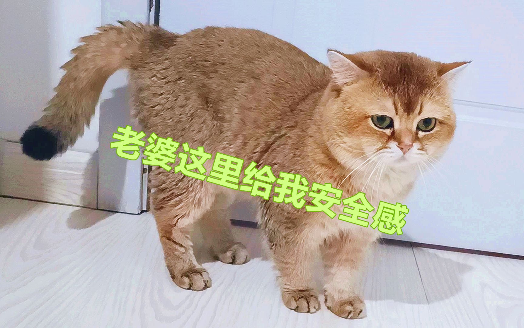 母猫坐月子,大女儿和猫爸天天来,女儿蹭月子餐,猫爸窝囊来避难哔哩哔哩bilibili