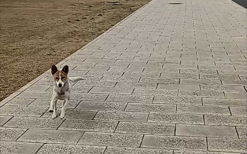 包养一只小野狗