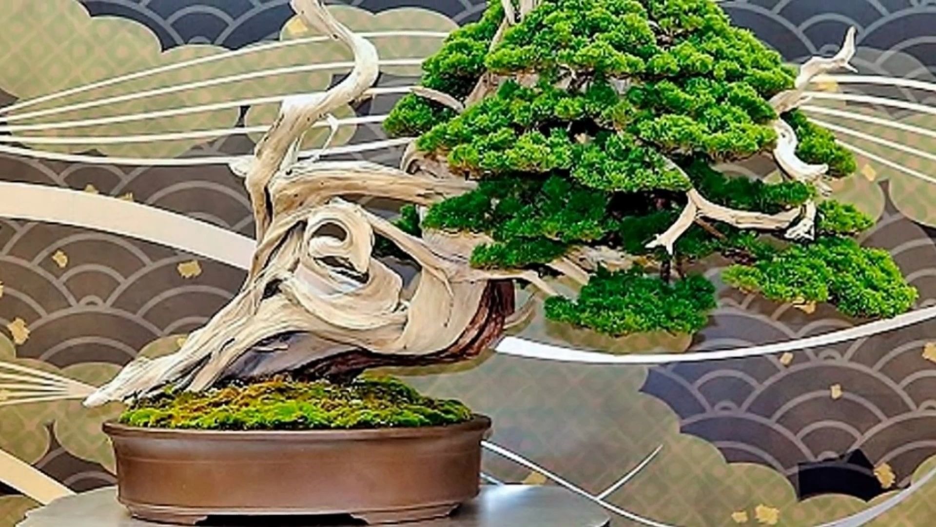 世界盆景之美第二十五期