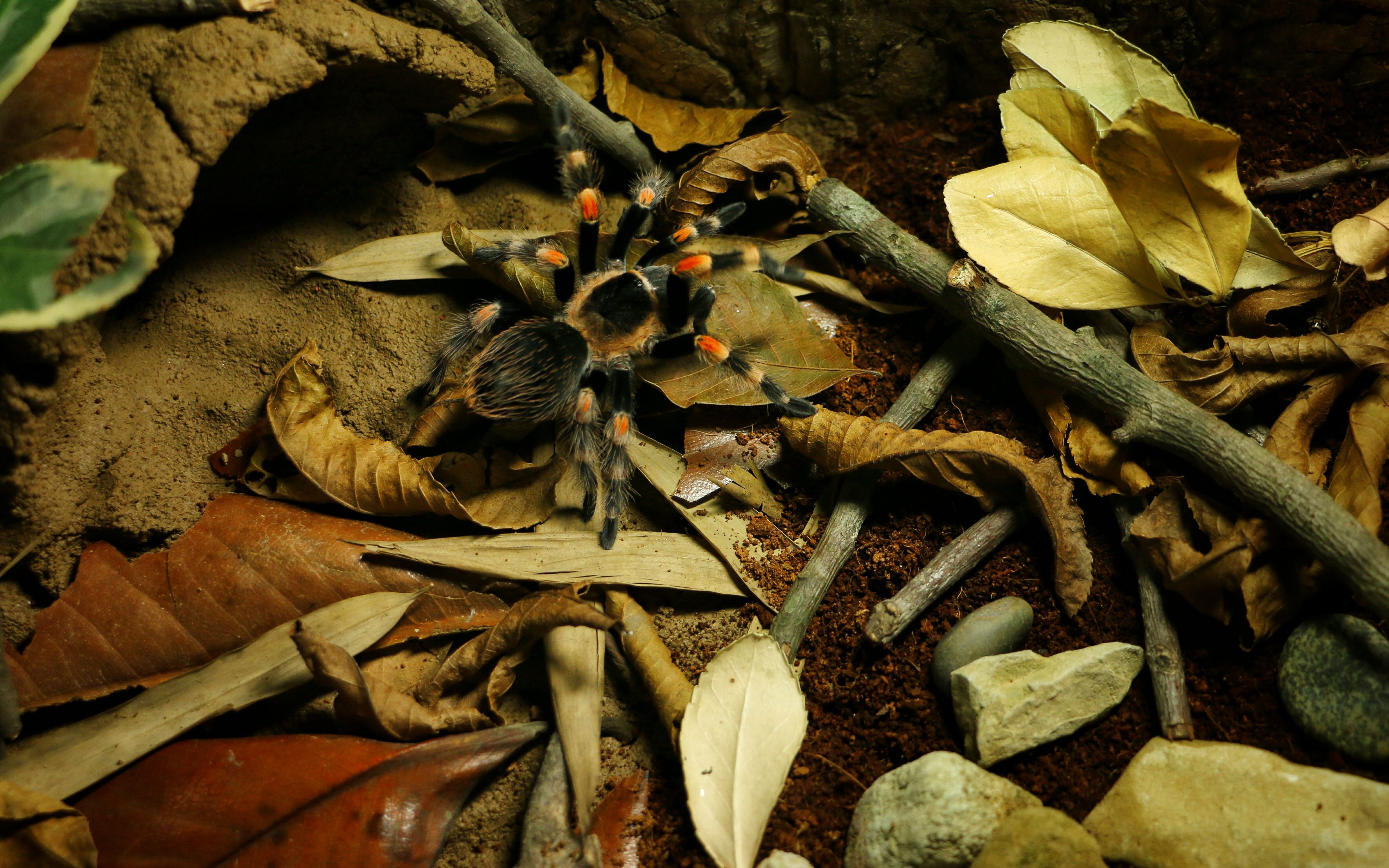 捕鸟蛛造景—枯叶缸