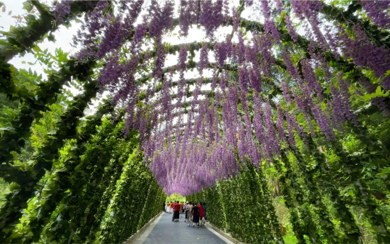 丽水华东植物园效果图图片