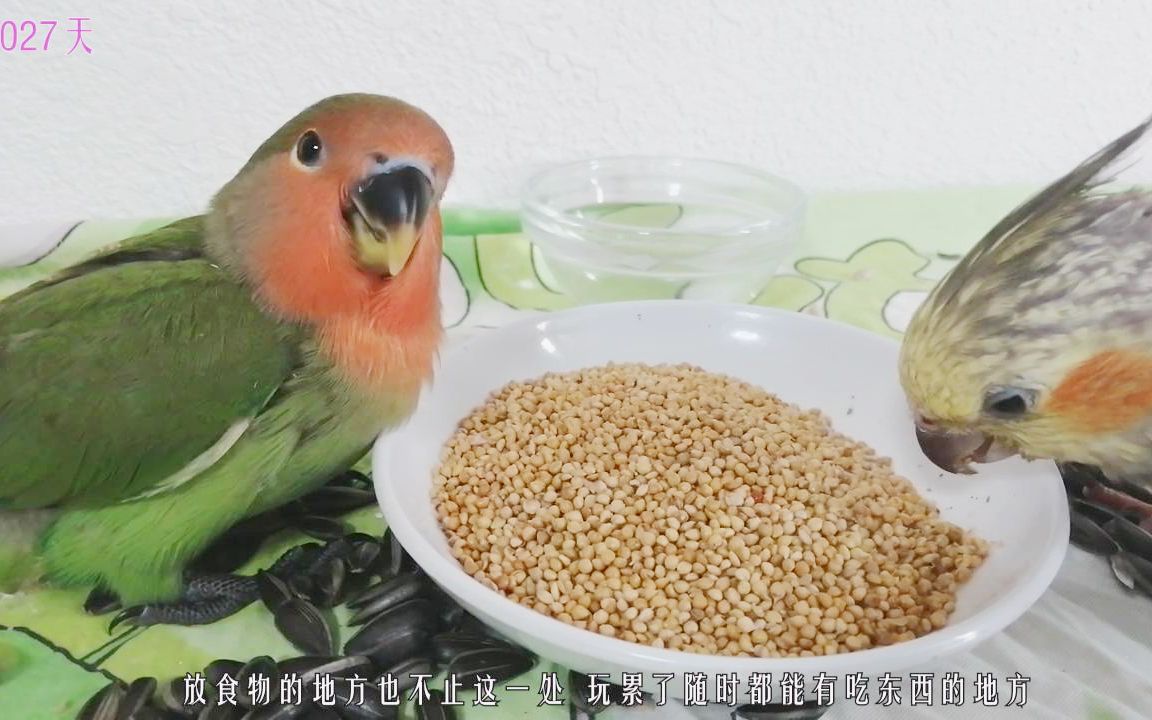 手养鹦鹉第027天小鹦鹉应该吃什么分享些干货给大家
