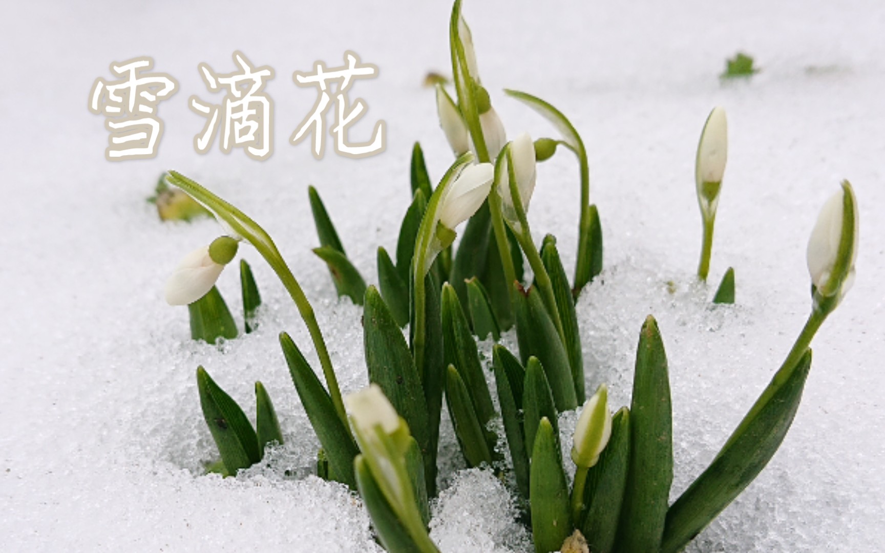 [图]雪滴花-降温过后的第一丛花