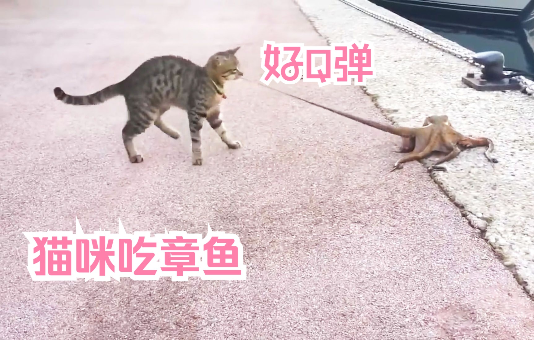 [图]猫咪看到章鱼过马路，忍不住咬了一口，下一秒搞笑了！