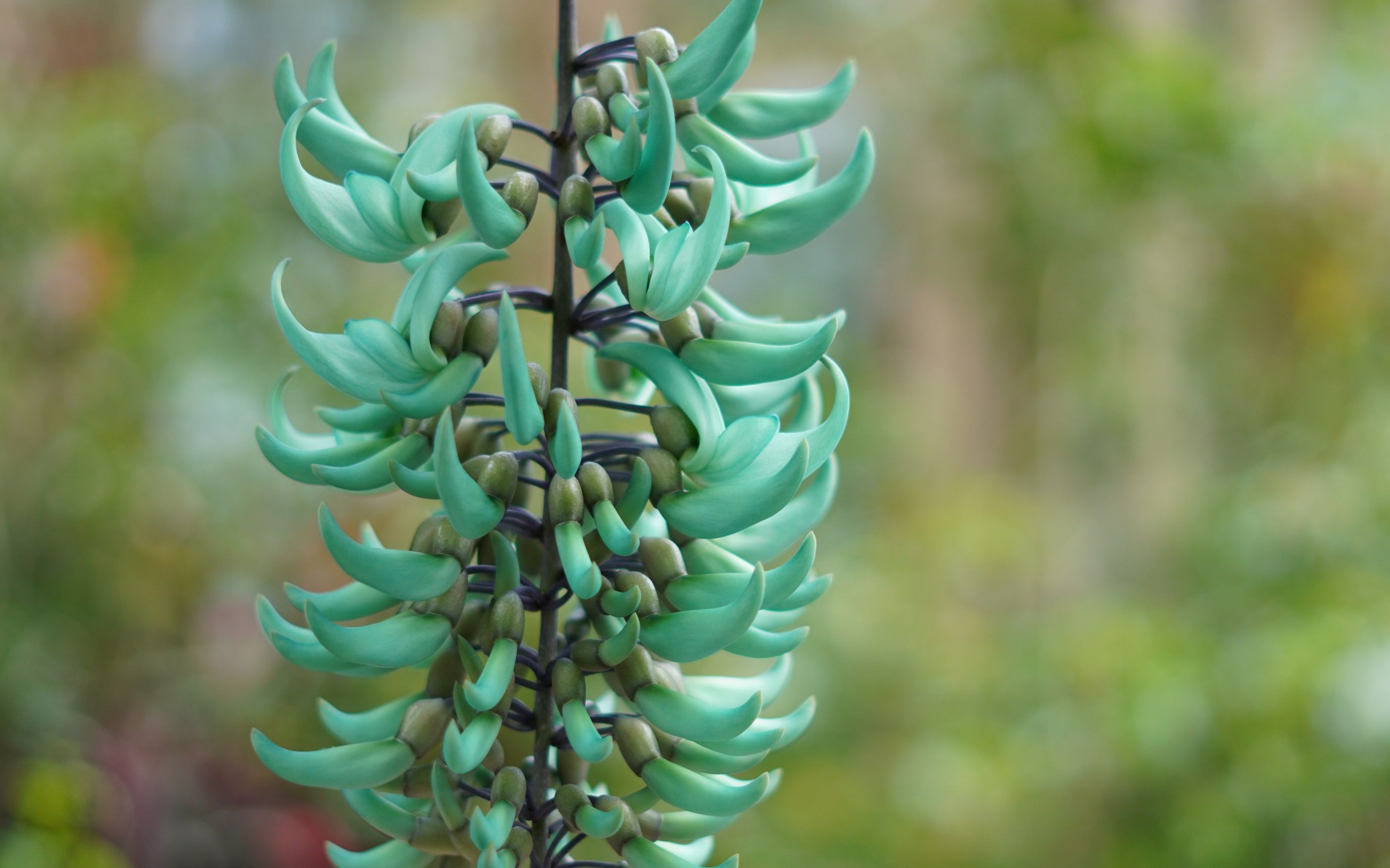 摄影华南植物园奇异植物翡翠葛又名绿玉藤