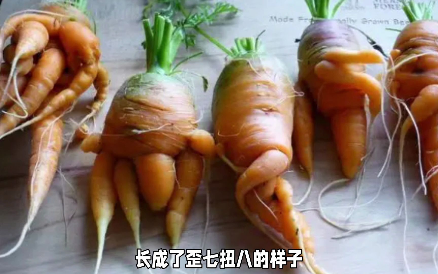 日本排放核废水,核辐射变异,32条腿的章鱼.