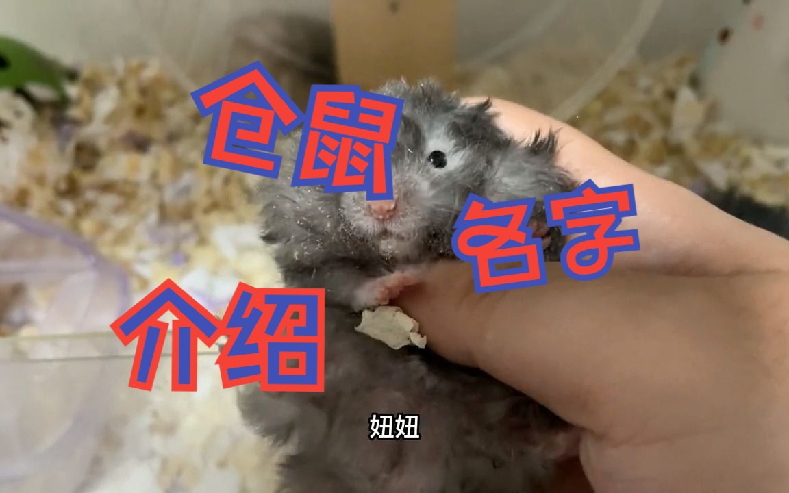 仓鼠名字介绍