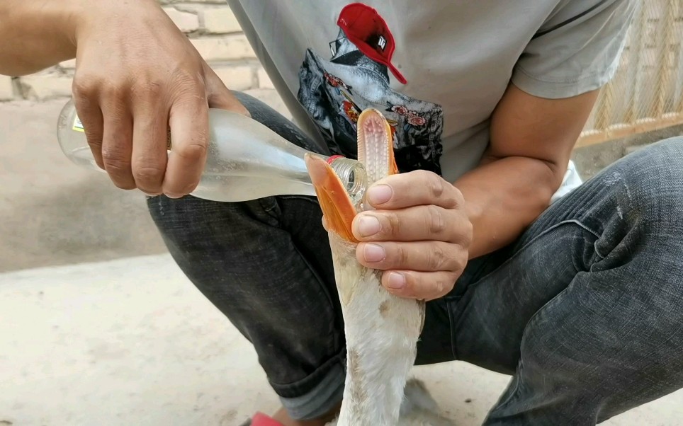 兄弟俩搞笑杀鹅,先灌二两牛二,味道一级棒,3瓶大乌苏干蒙了