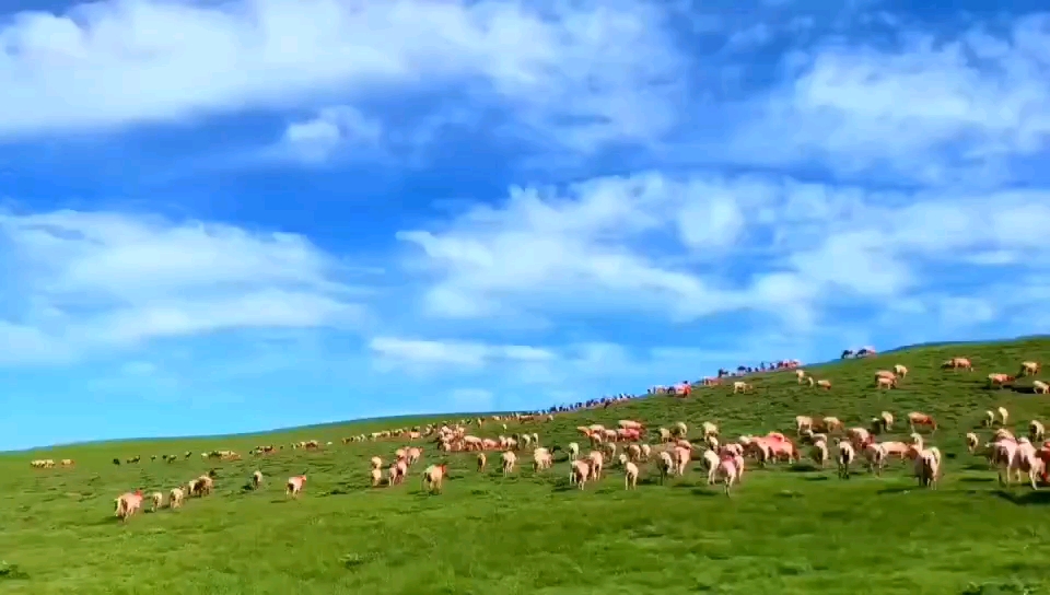 承德木兰围场牛羊成群