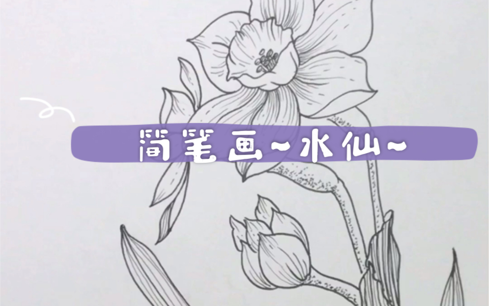 简笔画针管笔花卉水仙分享哔哩哔哩bilibili