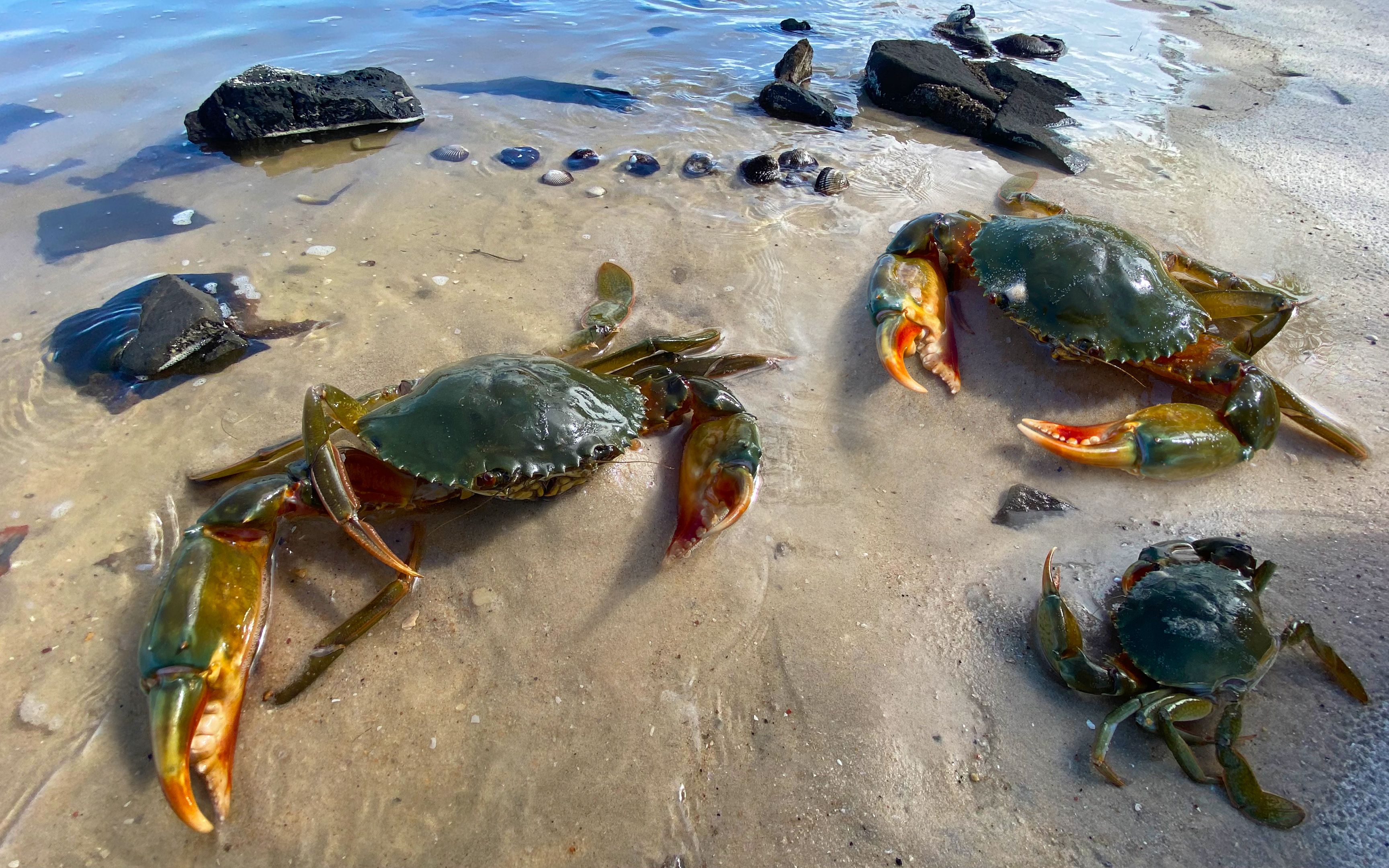 阿聪运气好连续夹出3只大青蟹,几百块不卖,全带回家吃