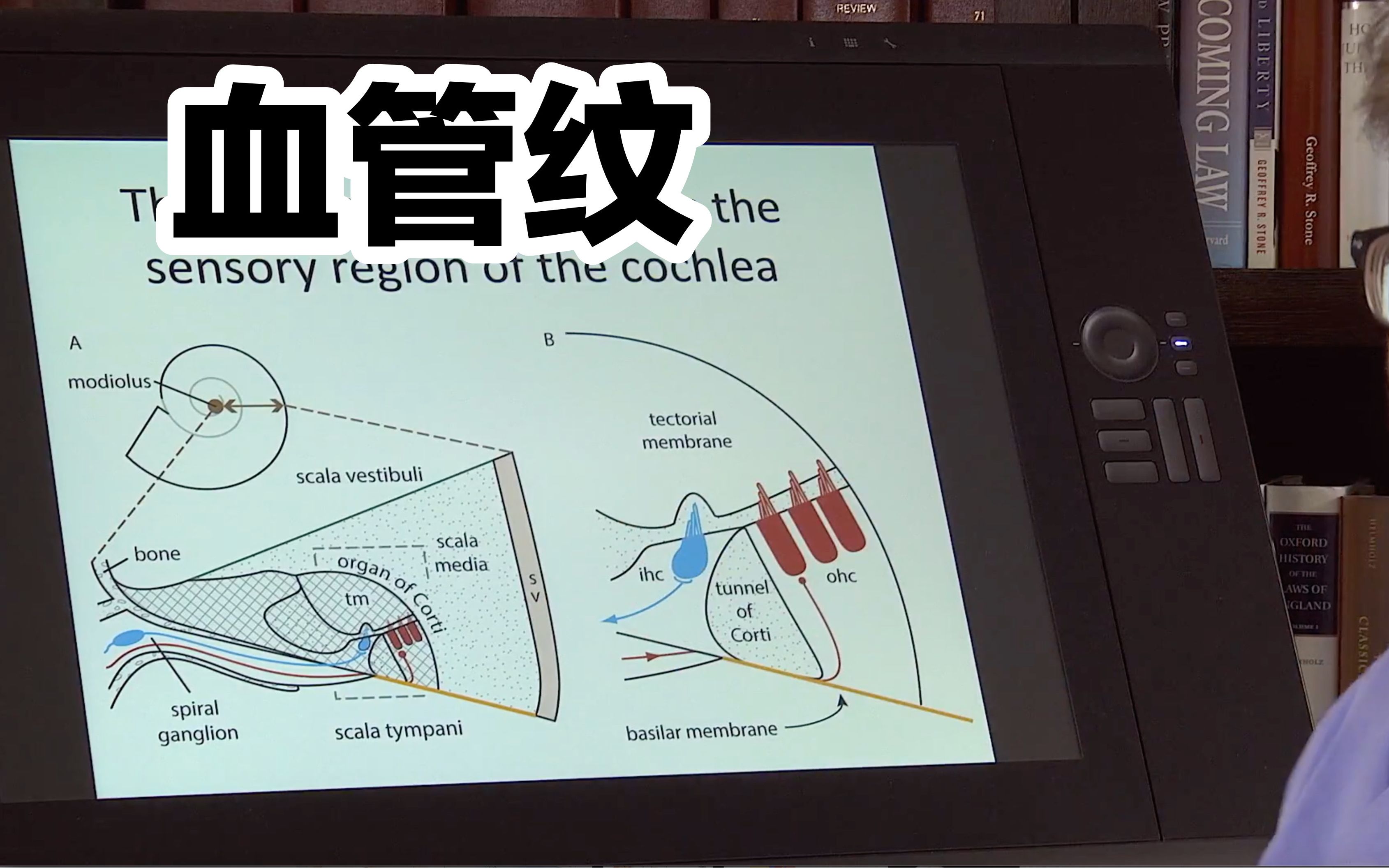 蜗管结构和功能:内毛细胞、外毛细胞和血管纹 | 听觉生理 | 油管搬运 | 双语字幕哔哩哔哩bilibili