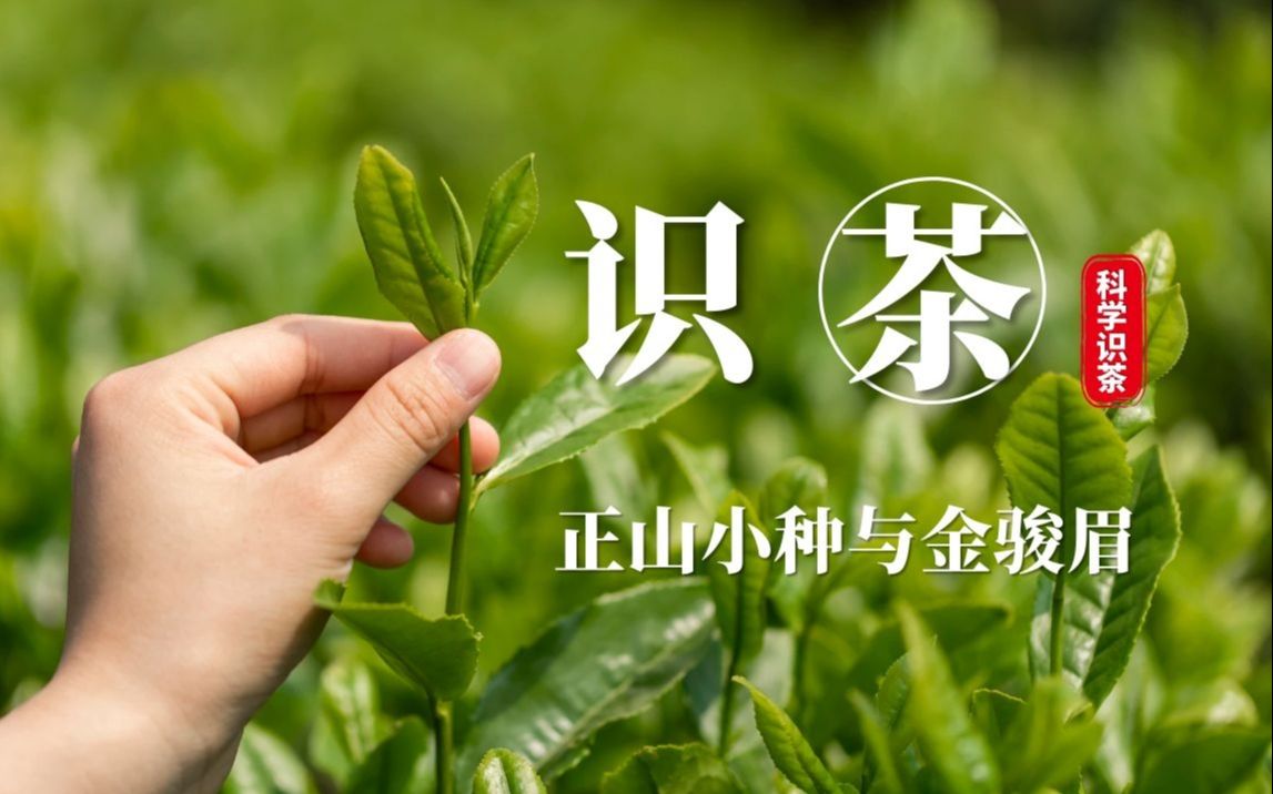 传时|400年历史的正山小种,与红茶中的新贵金骏眉,有何不同!哔哩哔哩bilibili