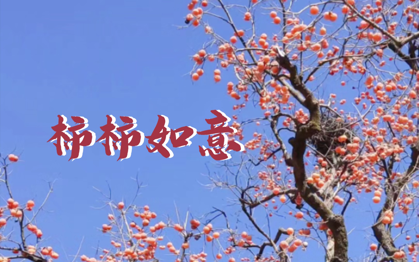 柿柿如意,好柿发生