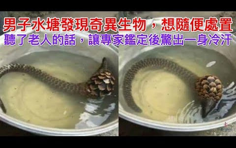 [图]男子水塘发现奇异生物，想随便处置，听了老人的话，让专家坚定后吓出一身冷汗