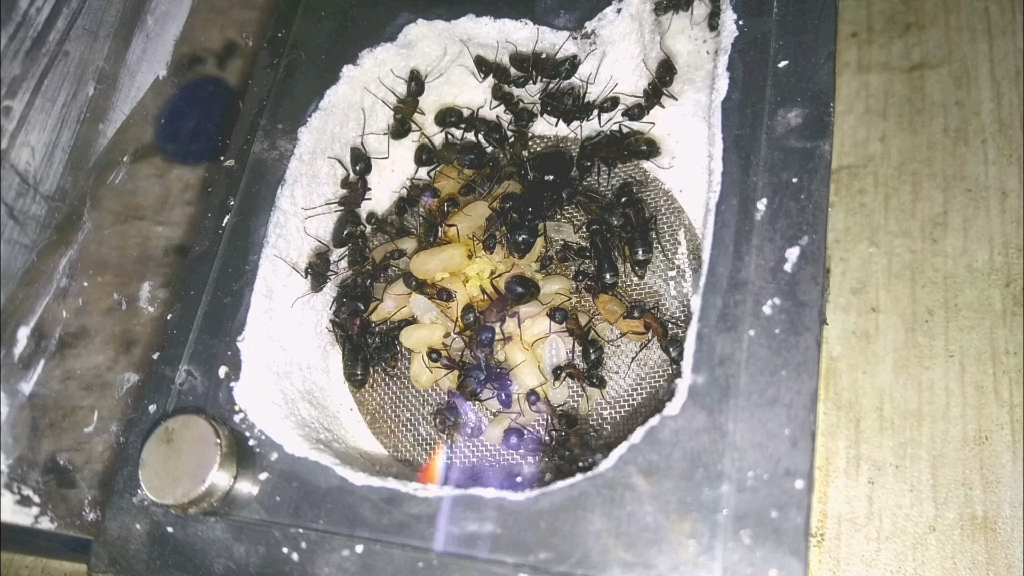 广布沟齿弓背蚁