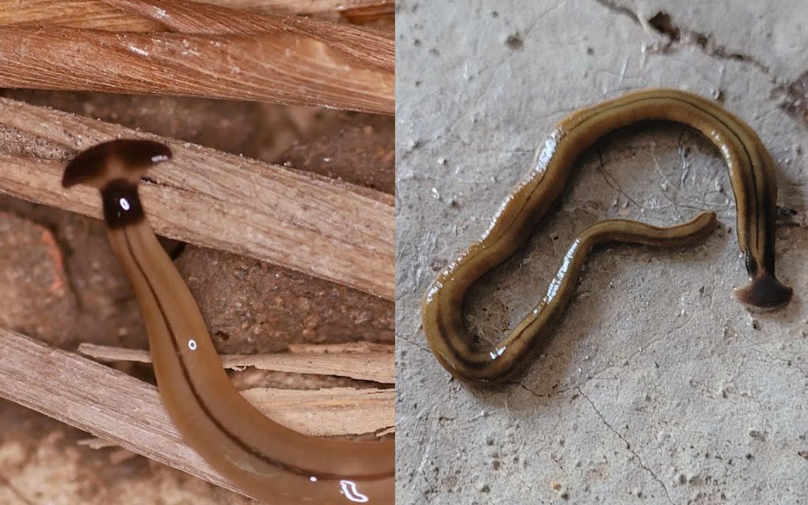 如果你看到这种"大头虫",赶紧拍死但千万别砍成两半!