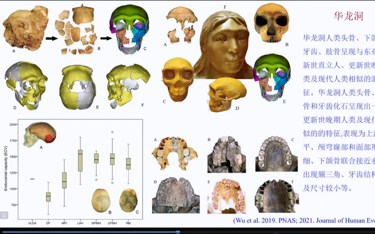 智人在东亚的兴起与扩散【5】刘武中科院古脊椎动物与古人类研究所研究员中更新世晚期东亚古人类化石形态多样性及早期现代人出现#元谋人#蓝田人#许...