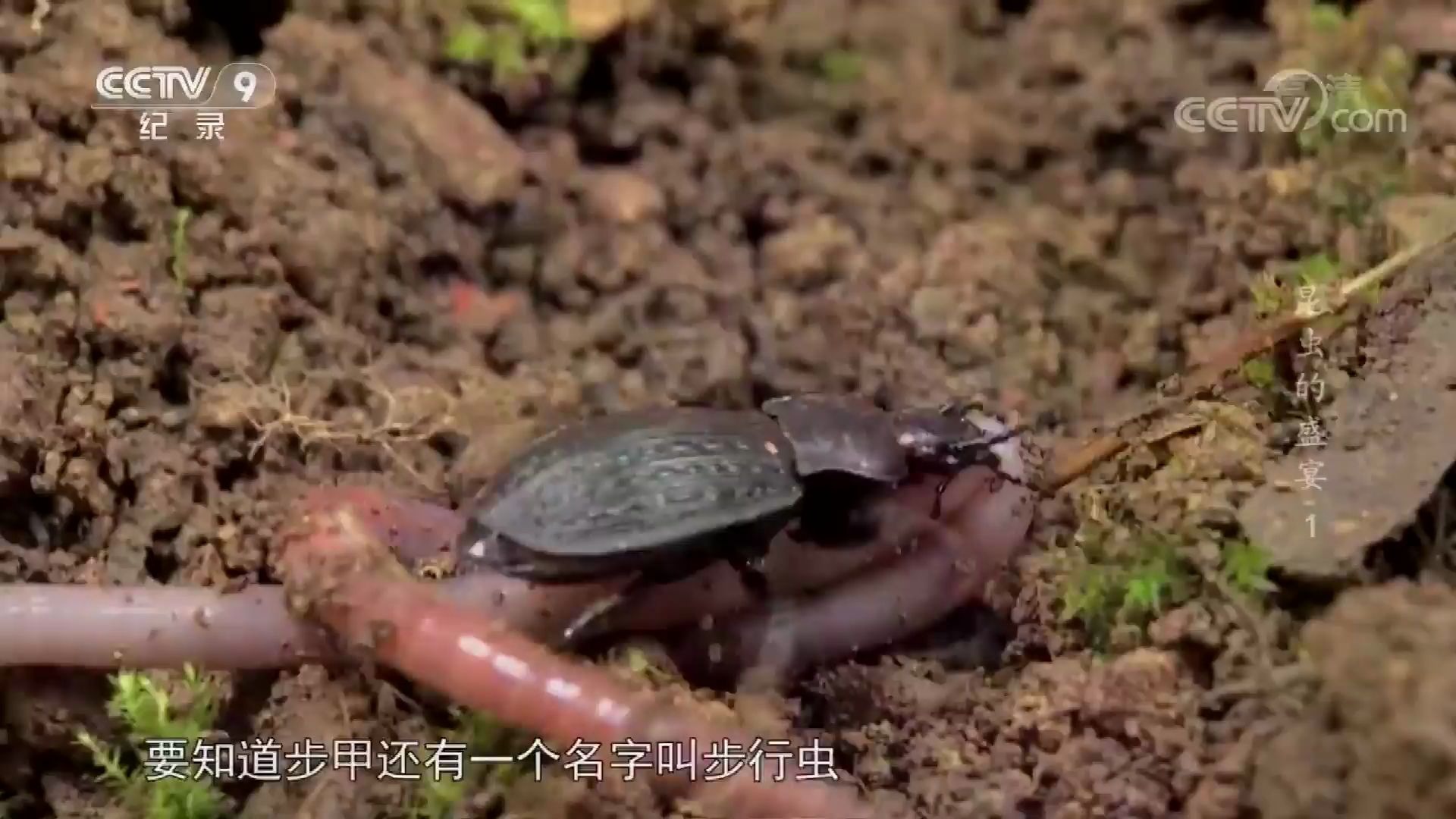 大雨过后,万物复苏,步行虫开始捕食蚯蚓哔哩哔哩bilibili