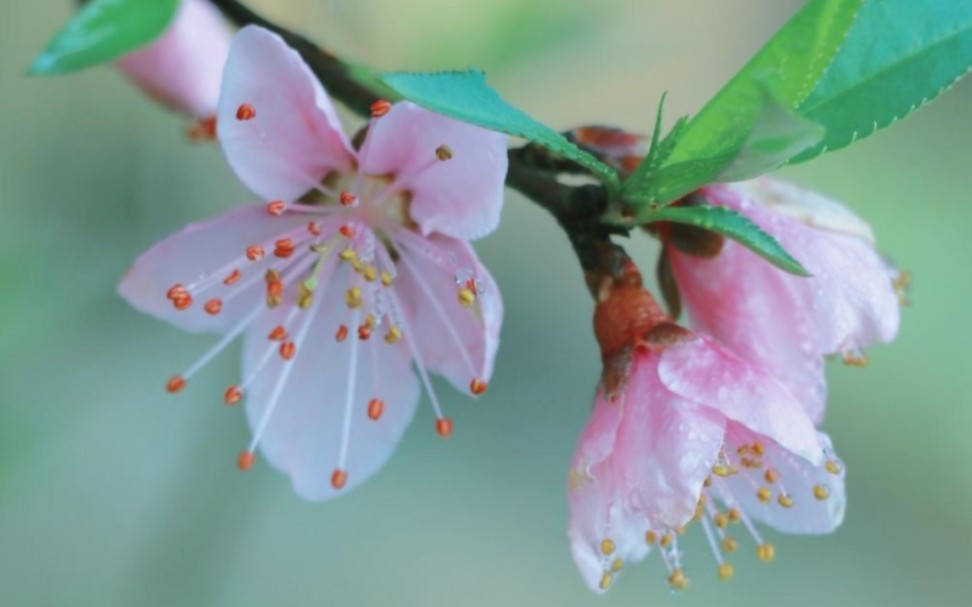 大吉利车队 职场系列 裁员 蜻蜓fm 羊城交通台1052