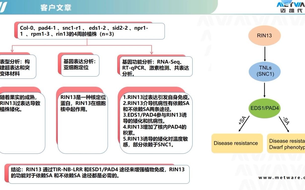 代谢组/多组学/植物激素/迈维代谢/项目文章/2020JEB武汉大学梁允宽团队合作揭示植物防御反应的新通路哔哩哔哩bilibili