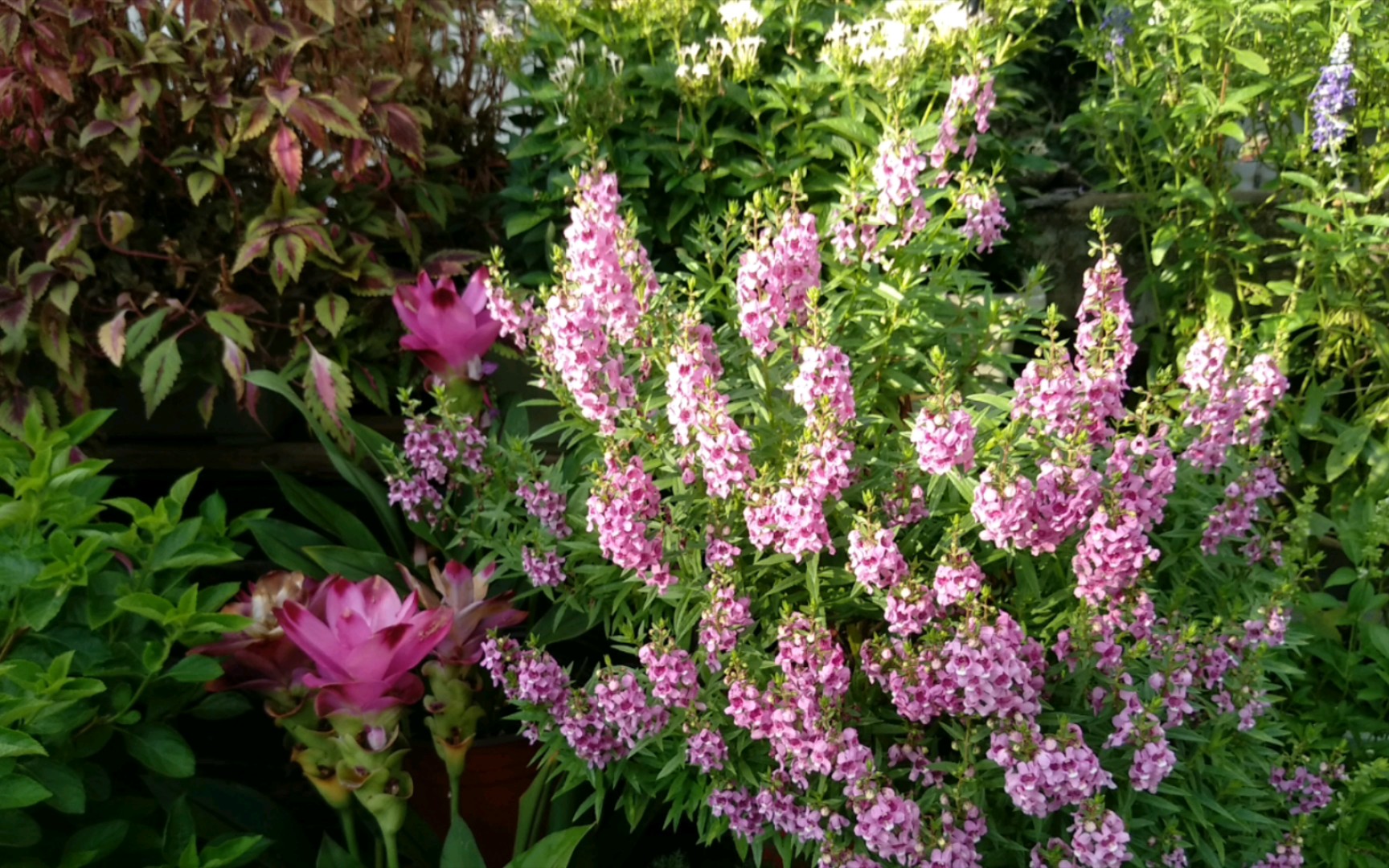 2021-10香彩雀修剪