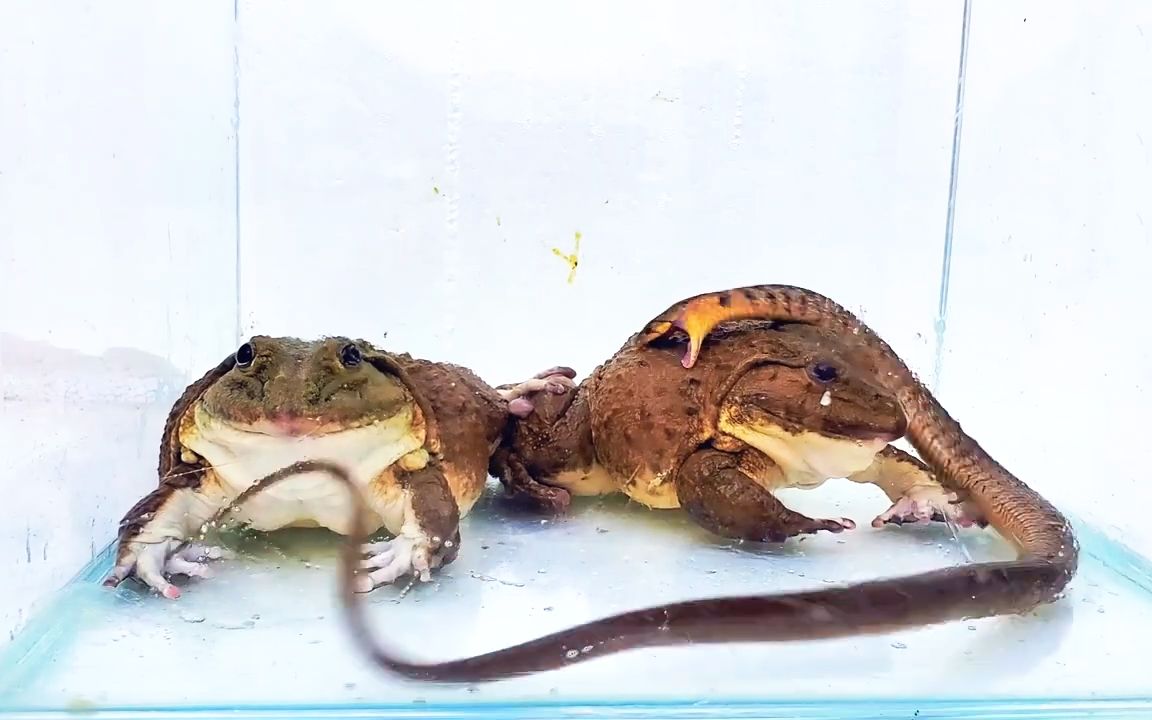 虎纹蛙吃蛇图片