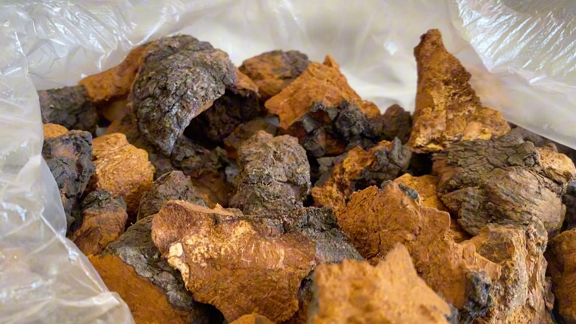 长白山天然健康食材,桦树茸,你了解它的药用价值吗