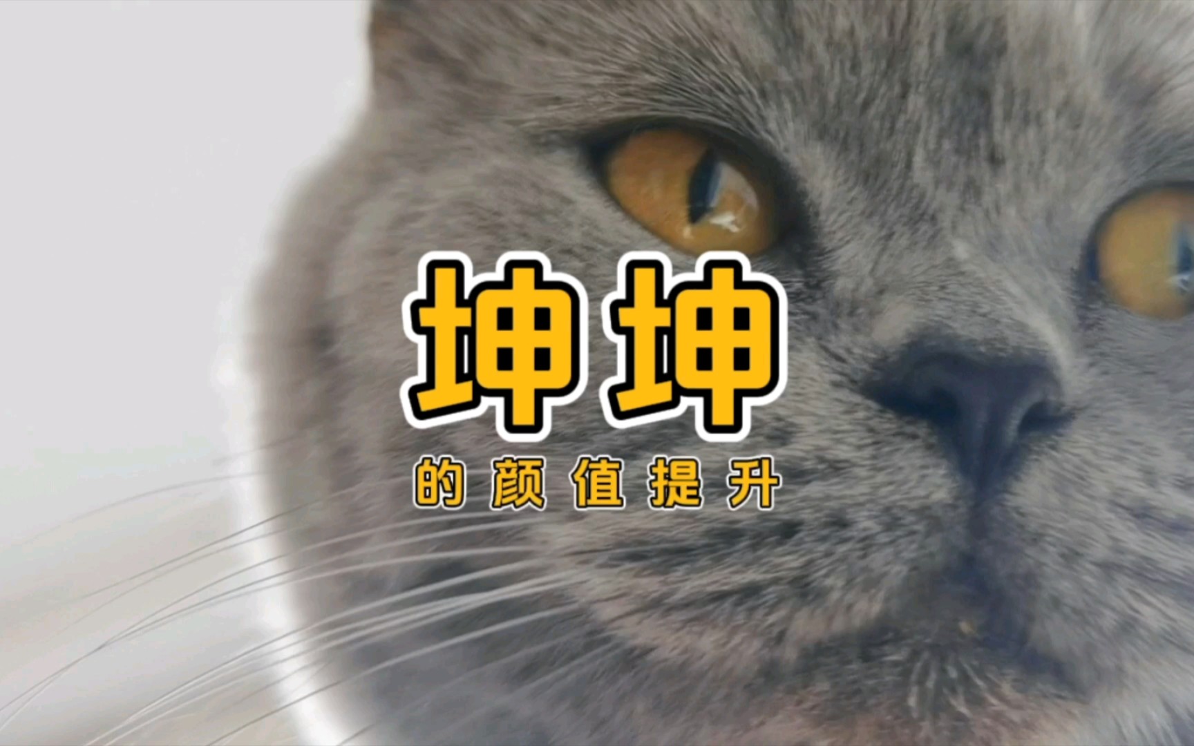 [图]捡来的流浪蓝猫，皮毛恢复光滑大概用了半年时间