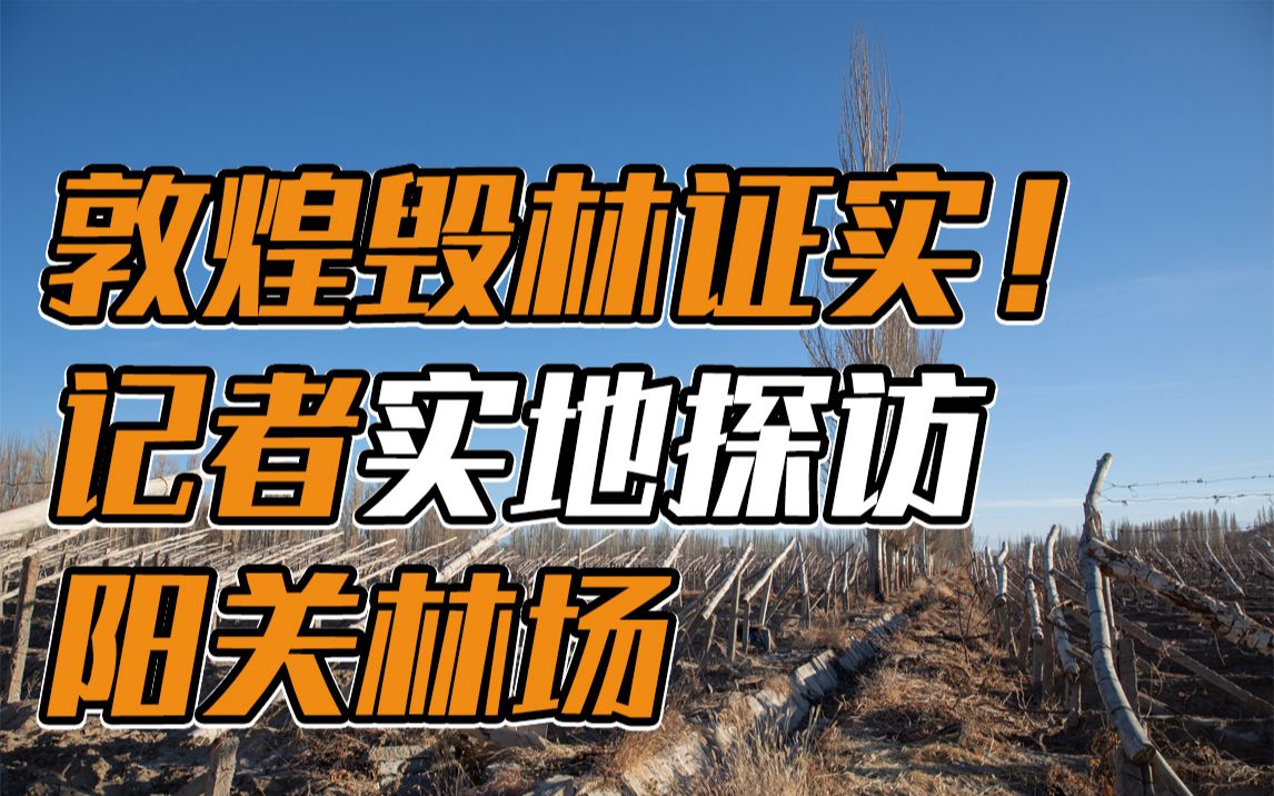敦煌毁林证实记者实地探访阳关林场