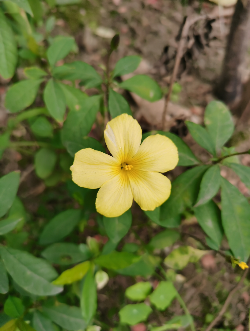 春日悠悠浪费春光