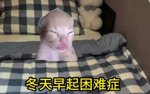 下载视频: 猫猫迟到的日常