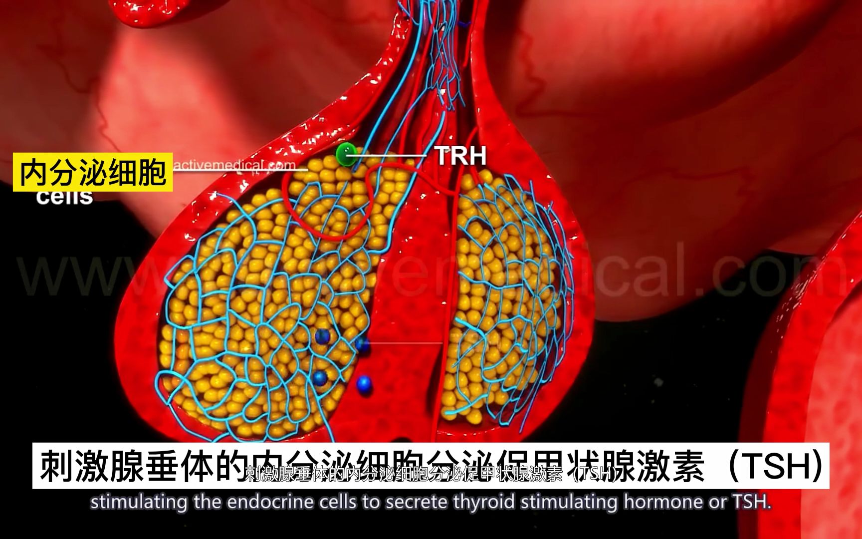 甲状腺激素的分泌和调节(中文配音+中文字幕)哔哩哔哩bilibili