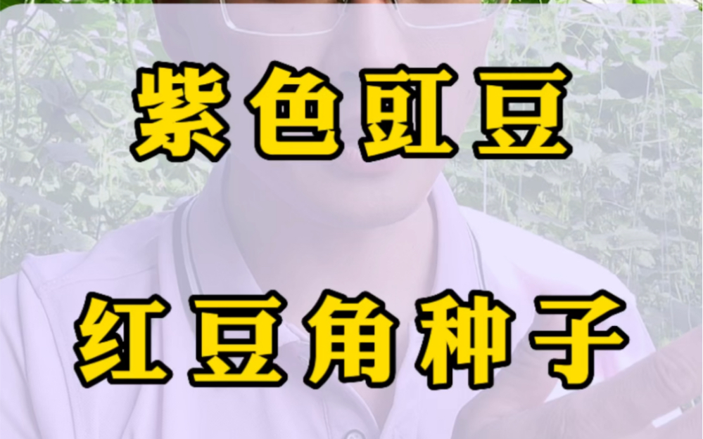 吃了30年的豆角才知道,原来青豆角和红豆角差别这么大?!哔哩哔哩bilibili