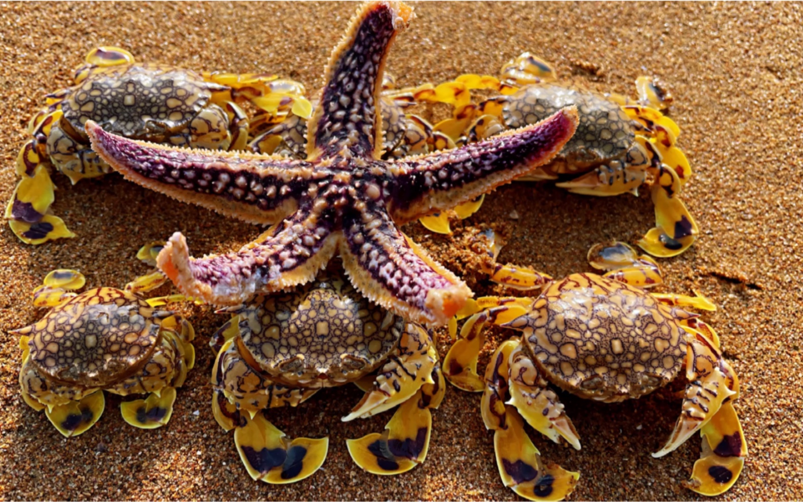 大海退潮后,大龙赶海抓到不少花旦蟹,海星躺在岸边