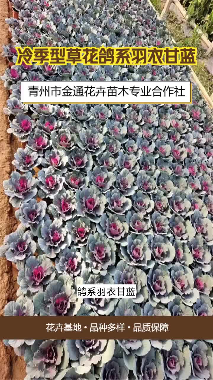 云南冷季型草花鸽系羽衣甘蓝基地哔哩哔哩bilibili