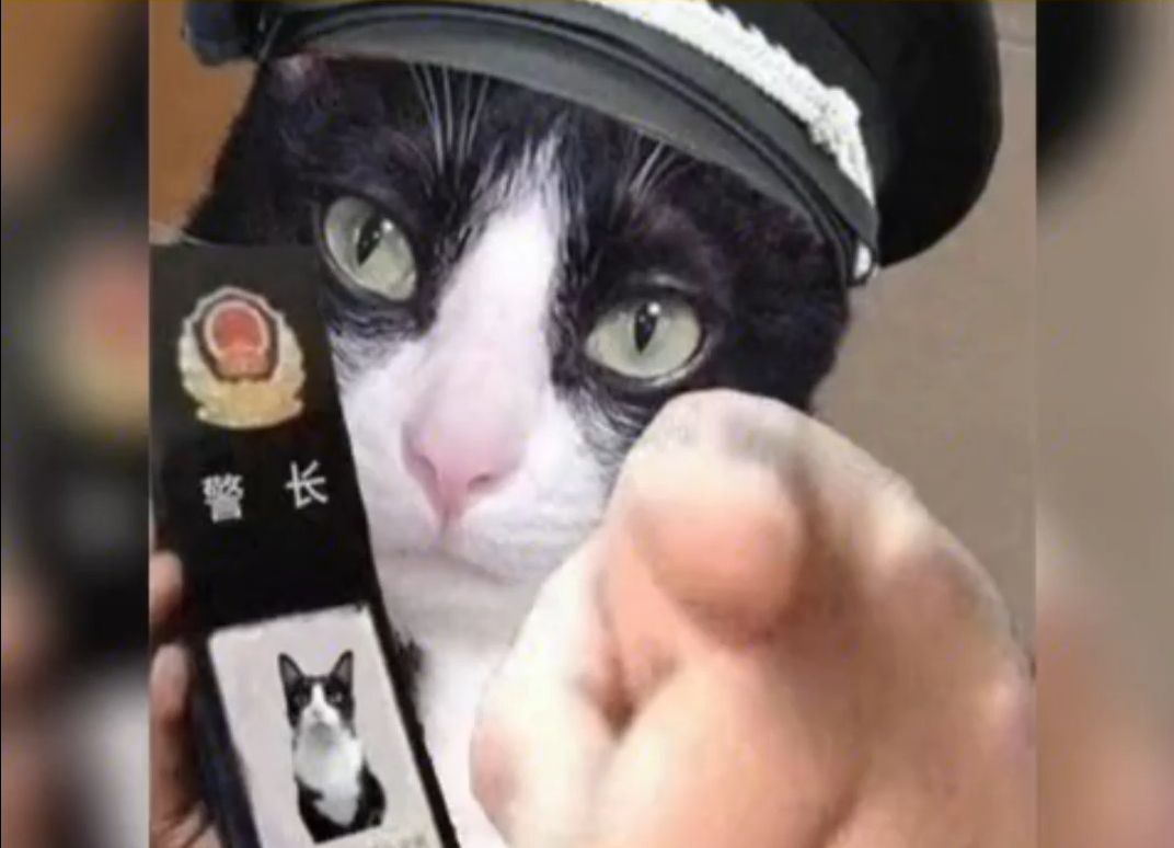 终于知道黑猫警长为什么是奶牛猫了猫咪!哔哩哔哩bilibili