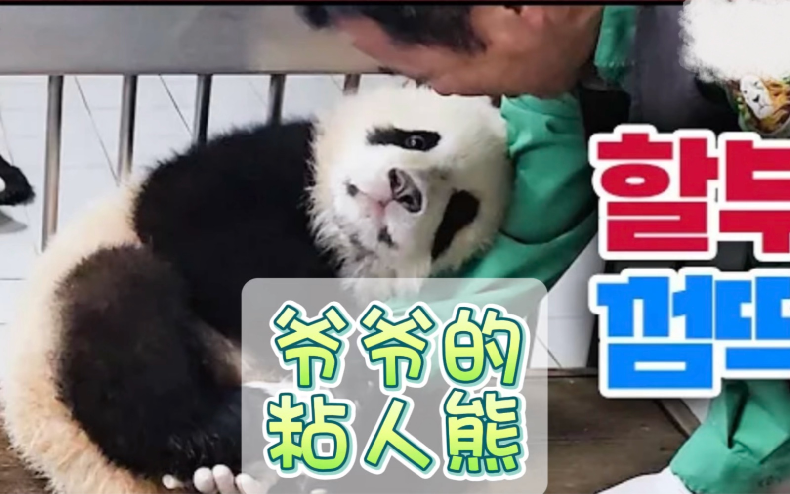 2.12全知爷爷视角,辉宝紧紧抱住爷爷胳膊