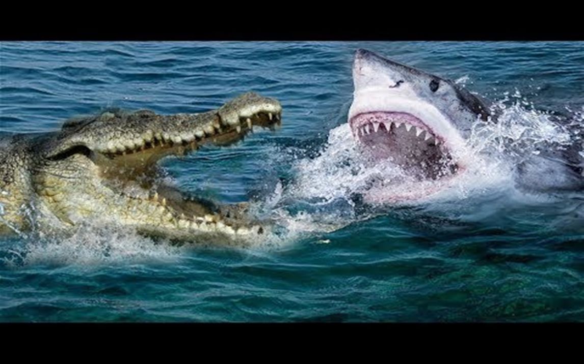 难以置信的鳄鱼vs鲨鱼谁会成为赢家