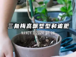 Tải video: 记第一次摸索着给三角梅高飘塑形，请轻点喷