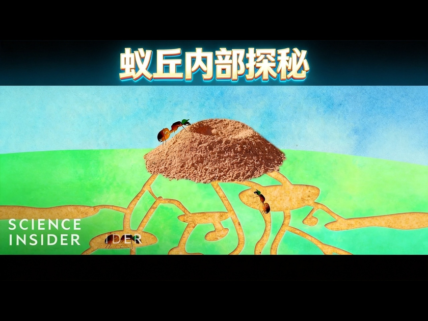 【中配】蚁丘里面有什么 - Insider Science HedZXw_hAbs_哔哩哔哩_bilibili