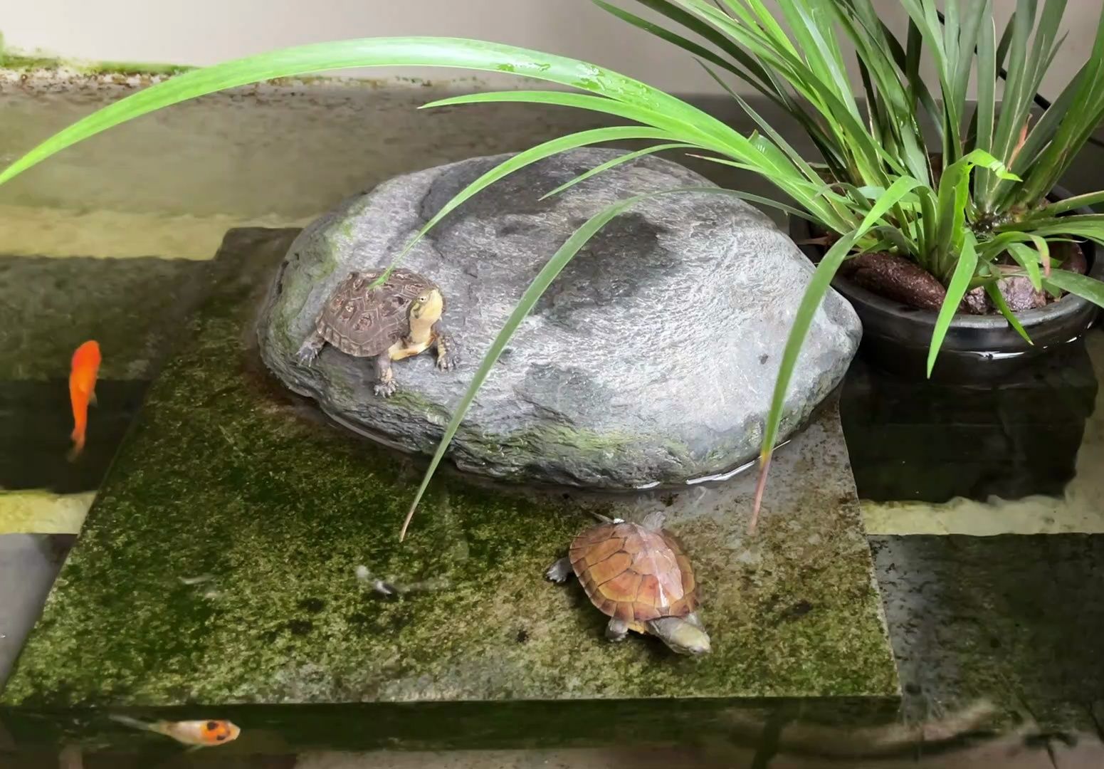 天气有点闷热，两只小青却舒适惬意
