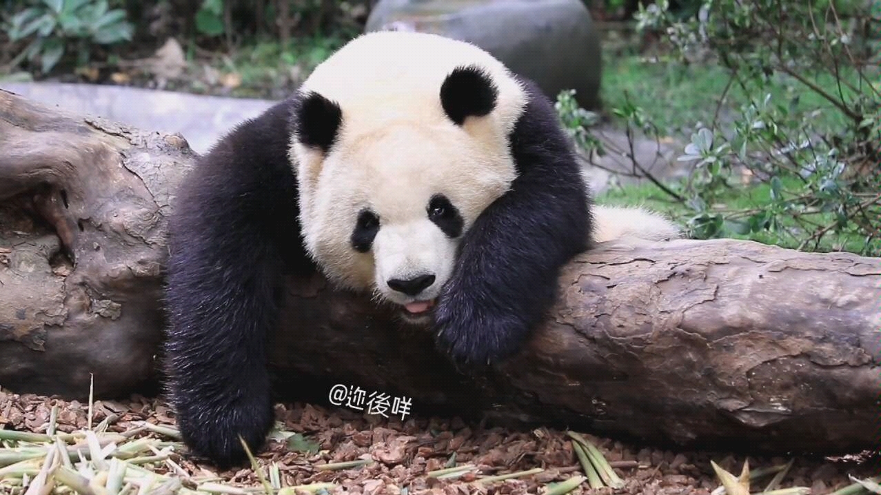 【大熊猫庆小】累趴趴