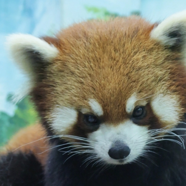 小熊猫米糕】犀利的眼神后开始挠挠挠_哔哩哔哩_bilibili