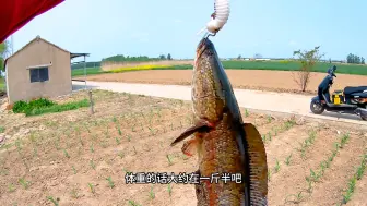 Tải video: 雷强打黑。遇到这种带有浮萍的“神仙洞”。千万不要错过。可能下去就咬口！